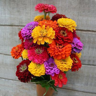 Zinnia State Fair Mix