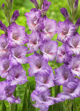 Gladiolus Flower