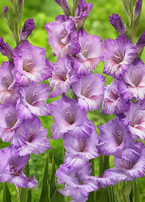 Gladiolus Flower
