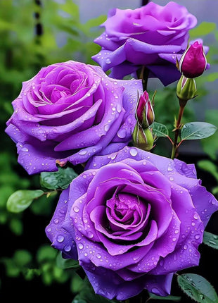 Rare Purple Rose Plant Seeds for Home Gardens