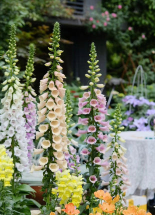 Foxglove Seeds Digitalis Purpurea Seeds