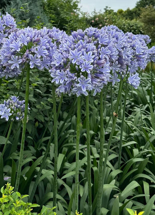 Agapanthus africanus 'Blue'