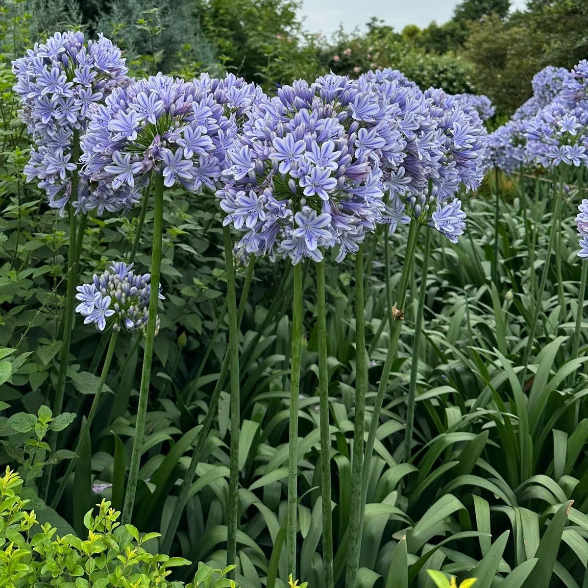 Agapanthus africanus 'Blue'