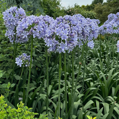Agapanthus africanus 'Blue'