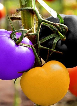 Rainbow Tomato Seeds