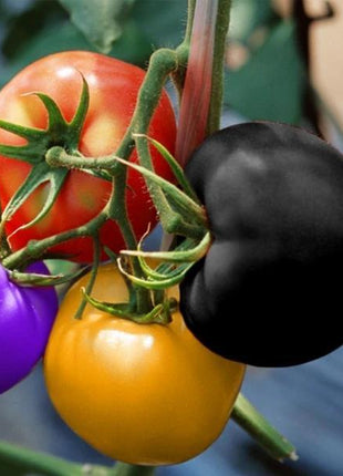 Rainbow Tomato Seeds