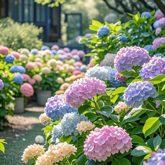 200 PCS Mixed Color Hydrangea Seeds, Easy to Grow, Ideal for Family Gardens, Small Spaces & DIY Floral Arrangements