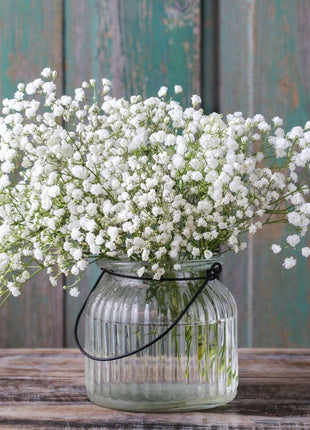 100pcs Gypsophila seeds Baby's Breath Gypsophila