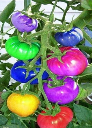 Rainbow Tomato Seeds