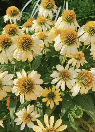 Purple Coneflower Seeds Echinacea Purpurea Seeds