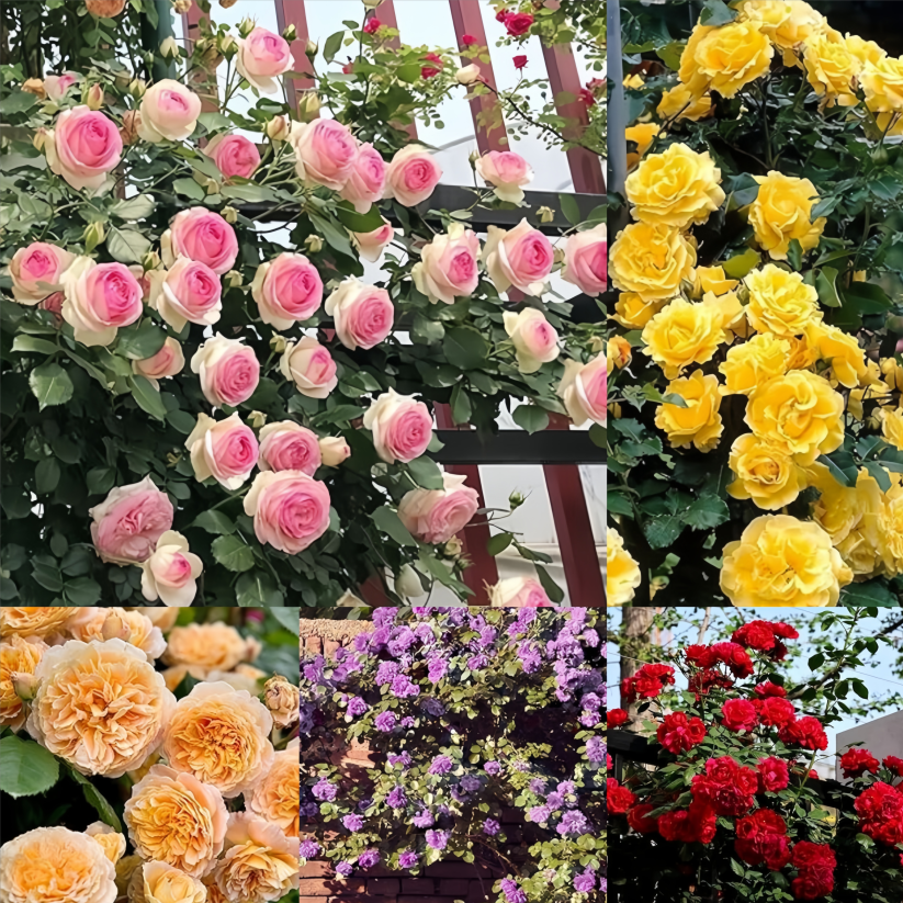 【 Repeat Blooming】🌹Climbing Rose Seeds - Luck Rises