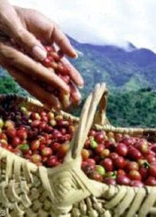 10 JAMAICAN BLUE MOUNTAIN Coffee Seeds ,Grow Your Own Coffee Plant tree