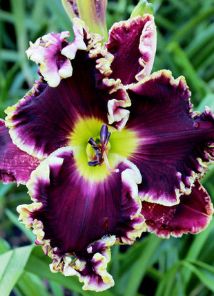 Daylily Hybrid Flowers Seeds, Hemerocallis Hybrid, 20pcs/pack
