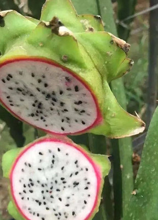 Multi-colored Dragon Fruit Seeds