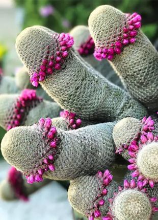 The Mammillaria Matudae Cactus Flower Plant Seeds