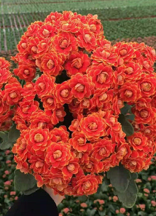 🌺Golden Fox Longevity Flower Seeds—Health And Longevity