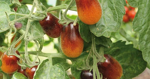 50+ Indigo Pear Drops Tomato Seeds! Heirloom, Open Pollinated, All Natural, Non GMO! Limited Quantity!