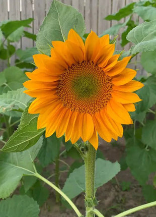 30Pcs Pro Gold Lite Sunflower Seeds