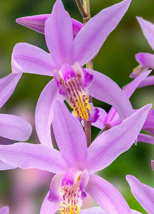 Penway Paris Hardy Chinese Ground Orchid