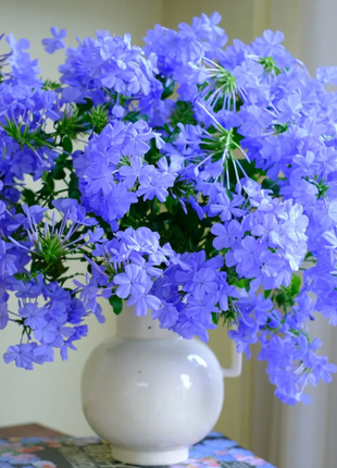 💙Blue Snowflake Seeds—Sky Flower