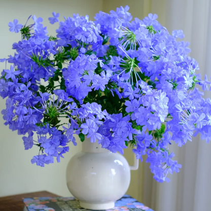 💙Blue Snowflake Seeds—Sky Flower