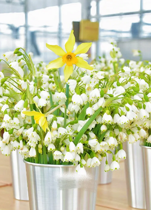 🌼Snowdrop Flower Seeds—Symbol Of Hope