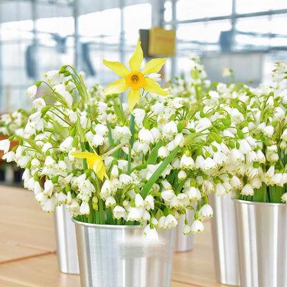 🌼Snowdrop Flower Seeds—Symbol Of Hope