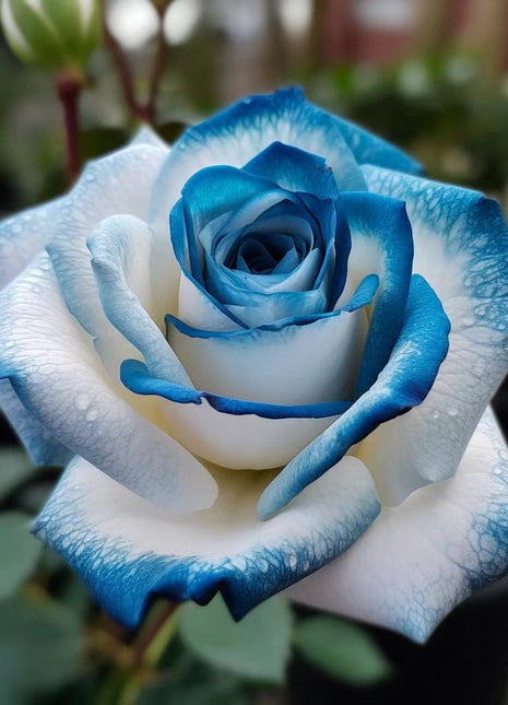 💙Sapphire Gem Twin Roses🤍