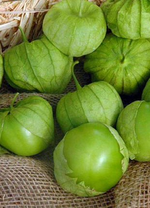 Super Verde Tomatillo Seeds