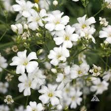 100pcs Gypsophila seeds Baby's Breath Gypsophila