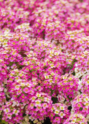 Candytuft Seeds - Mixed Colors