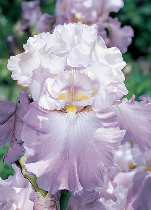 Reblooming Bearded Iris Collection