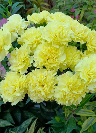 Multicolor Carnation Seeds