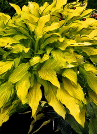 Mixed Hosta Perennials Flower Rare White Lace Lily Seeds