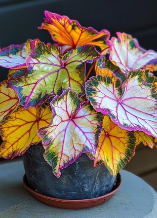 Golden Twilight Begonia