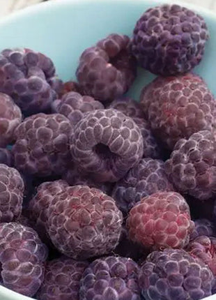 Giant Raspberry Seeds -92% Germination🌱