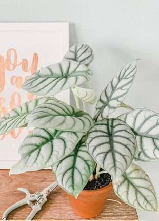 Alocasia baginda 'Silver Dragon' RARE Indoor and Outdoor Live Tropical House Plant