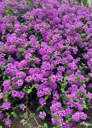 🌺Colorful Elf Lantana Seeds - Repels Mosquitoes And Flies