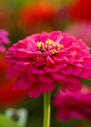 🌺Double Dwarf Zinnia Seeds