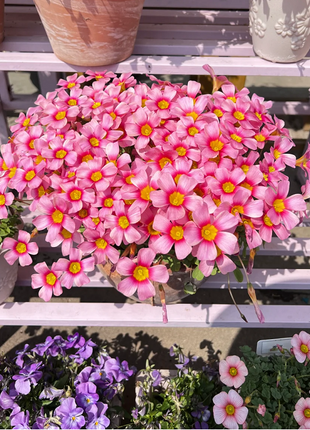 Multicolor Oxalis Seeds