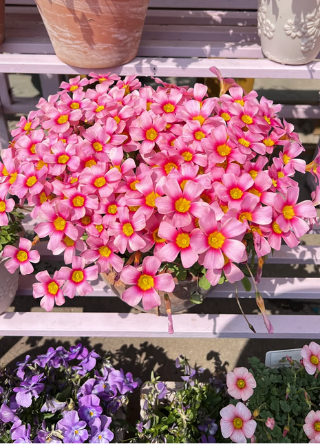 Multicolor Oxalis Seeds