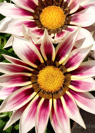 Medal Chrysanthemum Seeds - Flower of Glory