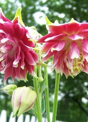 NORA BARLOW Pink COLUMBINE Aquilegia Caerulea Flower Seeds