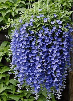 🌸 Hanging Lobelia