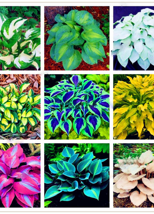 Mixed Hosta Perennials Flower Rare White Lace Lily Seeds