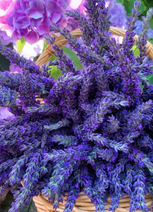 Lavender Seeds Purple Blooming