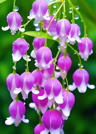 💐Lily of the Valley - Happiness Arrives
