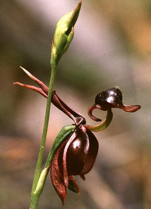 Flying Duck Orchid-Rare flower seed