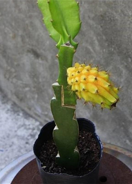 Egrow 50 Pcs/Pack Yellow Pitahaya Seeds Dragon Fruit Hylocereus Undatus Fruit Seeds