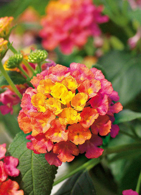 Lantana Calippo Tutti Frutti Flower Plants